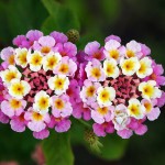 Twin_lantana_camara_edit